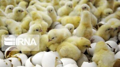 ۶ میلیون و ۴۰۰ هزار قطعه‌ جوجه‌ریزی در مرغداری‌های لرستان انجام شد