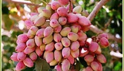 برگزاری روز مزرعه پسته در جنوب کرمان