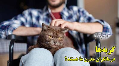 گربه‌ها درمانگران مدرن ما هستند؟ صدای خرخری که حالا آرامش بخش است (فیلم)