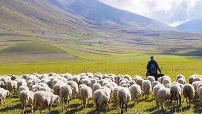 آقای وزیر! نه معلم، چوپان است و نه بچه‌های ما گوسفند / حکایت زندگی و مهارت است نه رعایت و رعیت