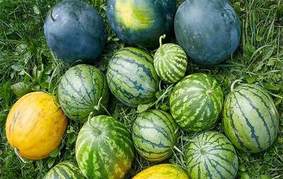 میانگین غلظت نیترات در هندوانه‌های ایران کمتر از ۱۰ میلی‌گرم بر کیلو گرم است