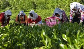 خرید ۲۲ هزار تُن برگ سبز چای از چایکاران شمال - اکونیوز