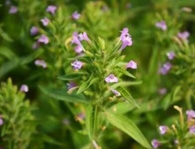 خواص گیاه کاکوتی و کاربرد دارویی آن