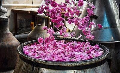 برای تماشای گلابگیری به این مقاصد سفر کنید