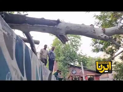 اولین تصاویر از سقوط درخت در درکه تهران