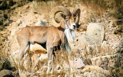 ۴ جوان جنوبی نجات‌دهنده بره‌ها شدند