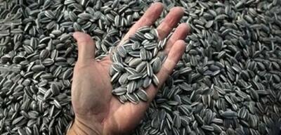 وقتی تهرانی‌ها روزی ۲۰۰ هزار کیلو تخمه می‌خوردند!