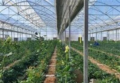 افتتاح شهرک گلخانه‌ای مغان با حضور وزیر جهاد کشاورزی - تسنیم