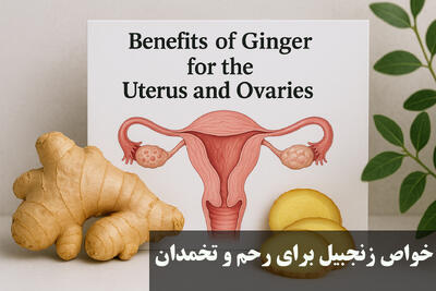 خواص زنجبیل برای رحم و تخمدان؛ فواید زنجبیل برای عفونت رحم و تنبلی تخمدان