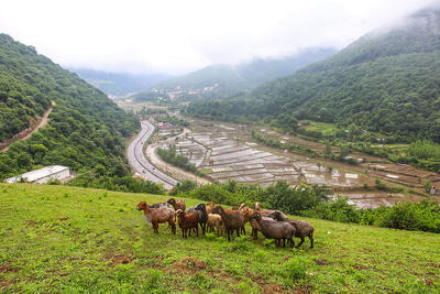 سفر یک روزه به کجای مازندران برویم ؟ ؛ راهنمای سفر به زیراب سوادکوه + عکس شهر زیراب سوادکوه