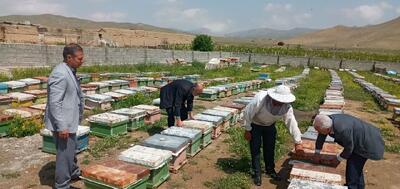 برخورد قاطع با عاملان تلفات زنبورها بر اثر سموم غیر مجاز در آذربایجان غربی