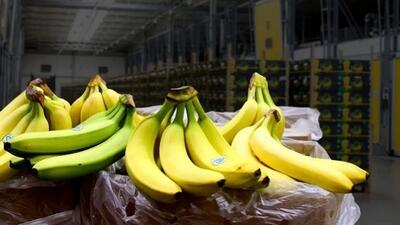 دلیل افزایش بی‌رویه قیمت موز تشریح شد