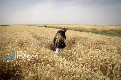 بیش از یک میلیون تن گندم از کشاورزان خوزستانی خریداری شد