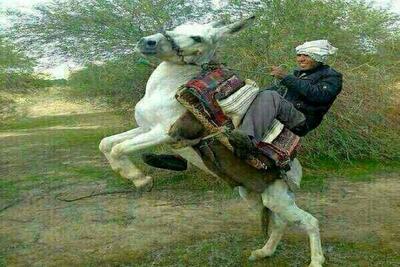 آواز شاد؛ مرد با همکاری الاغش یه رقص فضایی رفت که ببینی دیگه به خر نمیگی حرف گوش نکن