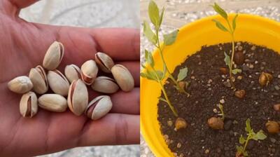 خلاقیت پسر جوان ایرانی در پرورش درخت پسته در خانه | دیگه پسته کیلویی ۱ میلیون تومن نخر