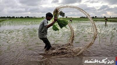 قیمت جهانی برنج به کف خود رسید