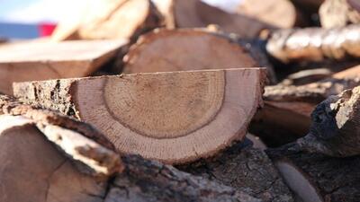قاچاقچیان چوب زیر تیغ قانون