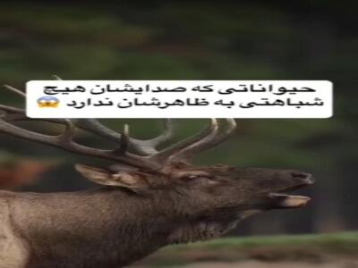 تفاوت عجیب صدای حیوانات و ظاهرشان!