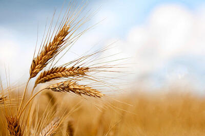 خوشه‏‏‌های گندم زیر سایه تنش‏‏‌ها