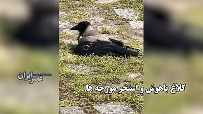 رفتار عجیب کلاغ‌ها؛ شیرجه به میان مورچه‌ها برای «درمان»