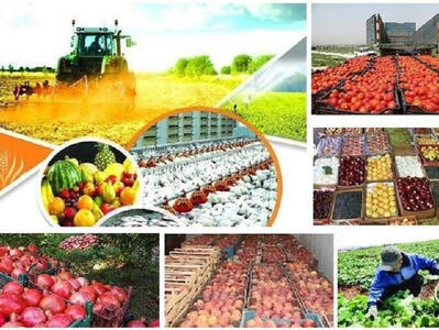 کشاورزی اردبیل و ظرفیت بی بدیل برای تحقق شعار سال