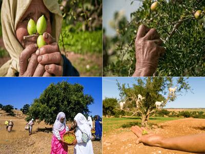 روز جهانی درخت آرگان (10 می)