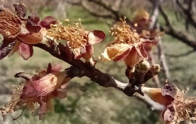 سرمازدگی درختان در چه دمایی اتفاق می افتد؟