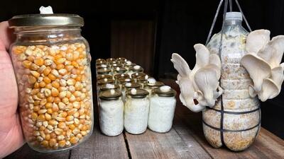 پرورش قارچ در خانه / چگونه میسلیوم را برای همیشه تکثیر کنیم!