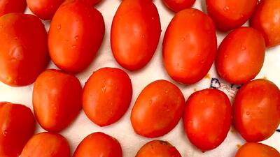 بهترین روش نگهداری از گوجه فرنگی بدون له شدن و کپک زدن / تا ۱ سال تازه میماند