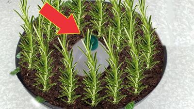 بهترین روش برای نگهداری و آبیاری رزماری در خانه