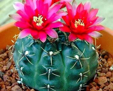 کاکتوس چانه یا همان ژیمنوکالیسیم