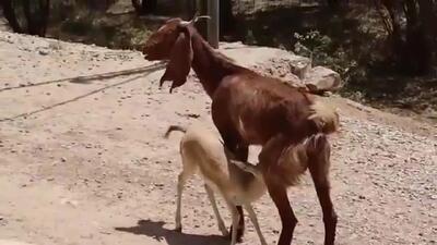 بزی که بچه‌اش را از دست داده، مادر بره آهوی یتیم شد‌