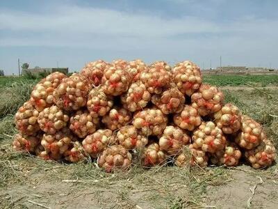 آغاز خرید توافقی پیاز از کشاورزان ‌
