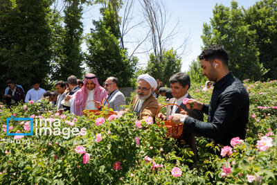 جشن گل‌های محمدی روستای «فرخد»