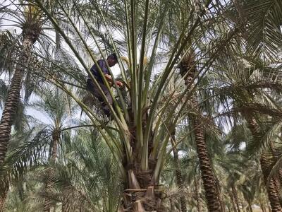 گرده‌افشانی ۴۲ هزار هکتار از اراضی نخیلات در فارس 