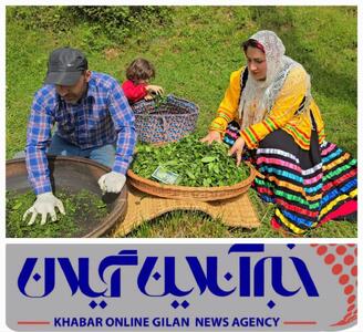 تاکنون ۱۳ میلیارد تومان به حساب چایکاران واریز شده و خرید در ۳۰ کارخانه چای‌سازی ادامه دارد