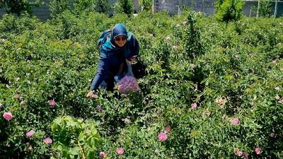 دهمین جشنواره گل محمدی در روستای فرخد مشهد 