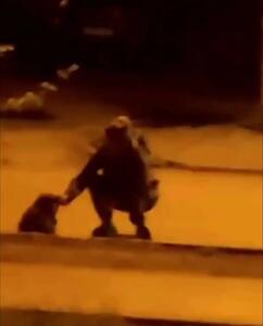 فیلم لحظه وحشتناک حمله راکون به دختری در کریمه