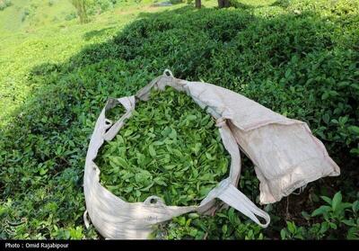 رئیس سازمان چای: ۲۵ هزار تن برگ سبز چای خریداری شد