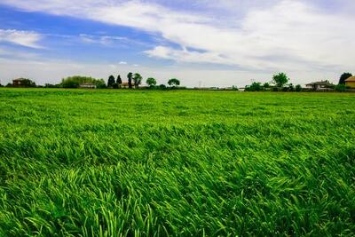 پیش بینی تولید ۱.۳ میلیون تن گندم در کردستان|سطح زیر کشت در استان به ۶۶۶ هزار هکتار رسید