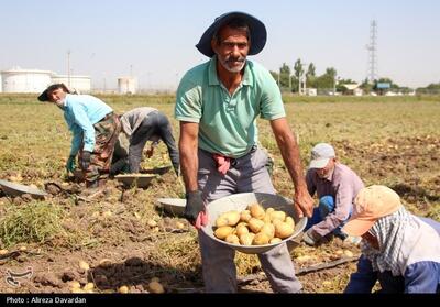 فرصت یک ماهه به ذخیره‌کنندگان سیب‌زمینی در کردستان - تسنیم