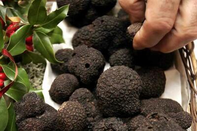 اورژانس از افزایش چشمگیر مسمومیت با قارچ‌های خودرو خبر داد