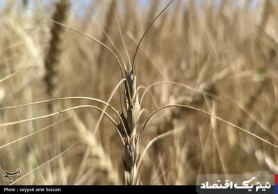خرید تضمینی گندم از ۱.۵ میلیون تن گذشت