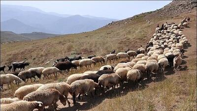تولید ۴ هزار و ۱۰۰ تن گوشت دام به همت عشایر خراسان جنوبی