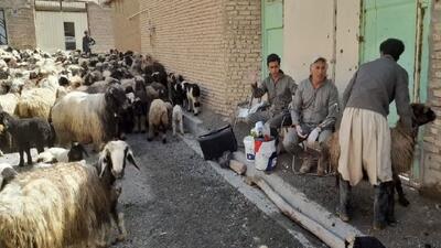 آغاز پرورش گوسفندان پربازده در شهرکرد