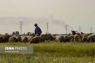 طبیعت میانکاله در اسارت فنس؛ تلاش برای احیای «حفاظت»