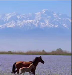 گردش اسب ها در طبیعت زیبای بهاری