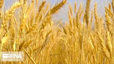 ۱۶ مرکز استان مرکزی آماده خرید گندم کشاورزان