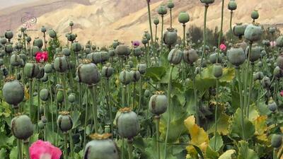 درخواست یک نماینده مجلس برای صدور مجوز کشت خشخاش/ به ۶۰۰ تن تریاک نیاز داریم/ ارز ما برای واردات تریاک ناخالص صرف می‌شود
