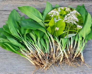 خواص والک (سیر کوهی) گیاه بهاری با فواید شگفت‌انگیز
